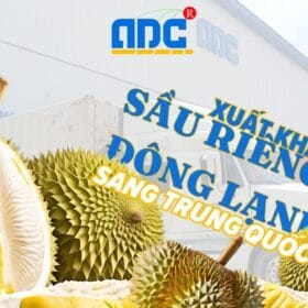 Xuất khẩu sầu riêng đông lạnh sang trung quốc